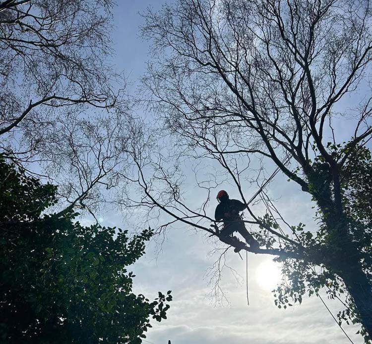 Lewis & Harris Grounds Maintenance | Gallery