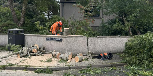 Tree Surgery